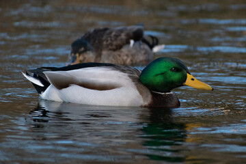 Obraz premium Male mallard close-up (Anas platyrhynchos).