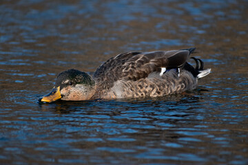 Maturing male mallard close-up (Anas platyrhynchos).