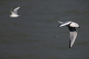 Bonaparte's gull (Chroicocephalus philadelphia) in flight.