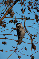 Downy woodpecker in foliage (Picoides pubescens).