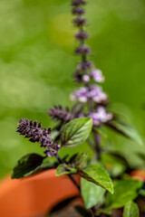 Ocimum kilimandscharicum flower growing in meadow, close up	