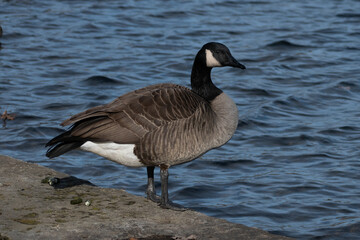Close-up photo of canada goose standing near lake (Branta canadensis).