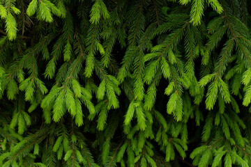 Fir evergreen tree close up