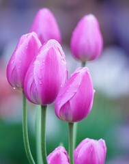 美しいアイスチューリップ