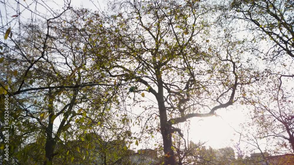 Poster low angle shot of tree in london winter time. trees in the forest with no leaves beautiful sky with 