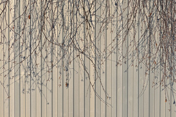 Birch branches without leaves on the background of a metal fence on a winter day