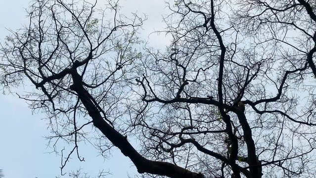 Massive tree branches with no leaves against skyscape, motion view