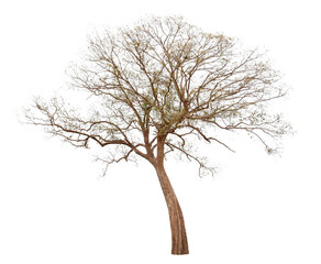 Obraz premium Single old big and dead tree dead isolated on white background.Large trees database Botanical garden organization elements of Asian nature in Thailand, tropical trees isolated used for design.