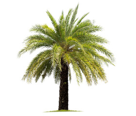 Fototapeta premium isolated big palm tree on White Background.Large palm trees database Botanical garden organization elements of Asian nature in Thailand, tropical trees isolated used for design, advertising
