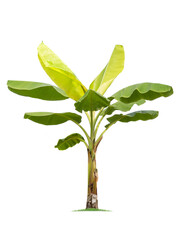 isolated big Banana tree on White Background.Large Banana trees database Botanical garden organization elements of Asian nature in Thailand, tropical trees isolated used for design, advertising
