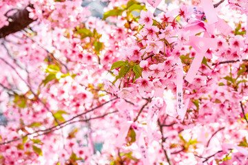 Obraz na płótnie Canvas 桜神宮の満開の河津桜