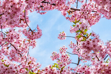 桜神宮の満開の河津桜