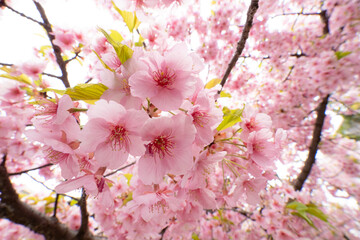 桜神宮の満開の河津桜