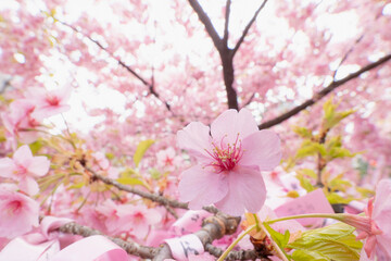 Obraz premium 桜神宮の満開の河津桜