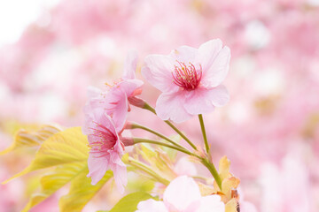 桜神宮の満開の河津桜