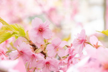 桜神宮の満開の河津桜