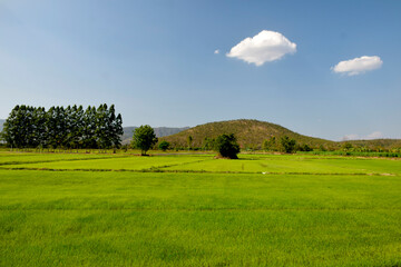 Fototapeta na wymiar every field and mountains and lush rice fields