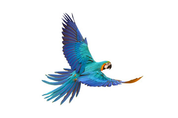 Macaw Parrot flying isolated on transparent background. 