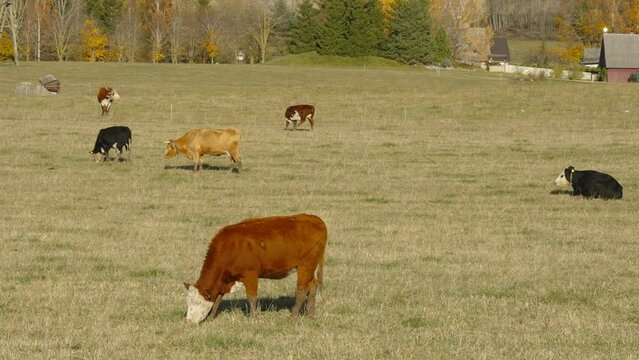 Big cows eating grases from the field on a summer day in Estonia