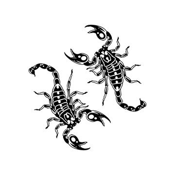 vector illustration of two scorpions