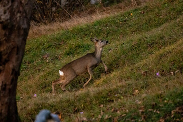 Deer in the forest, Bohinj region	