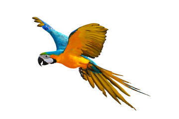 Fototapeta premium Macaw Parrot flying isolated on transparent background.