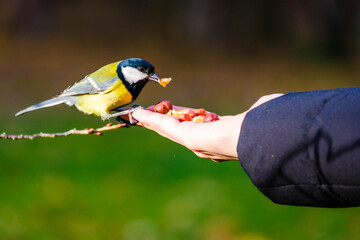 Naklejka premium Titmouse bird, small wildlife birds, at public park