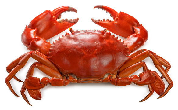 Red Sea Crab isolated on white background, Scylla Serrata or Serrated mud crab on white With clipping path.
