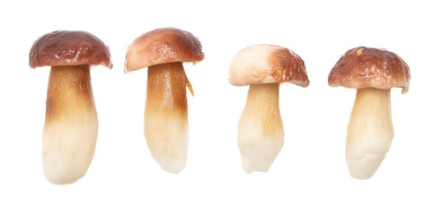 Fresh boletus mushroom isolated on white background