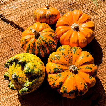 Calabazas bonitas graciosas y diferentes en tronco de madera 