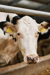 Close-up shot of white cow with tags looking at camera standing behind pen on agricultural farm