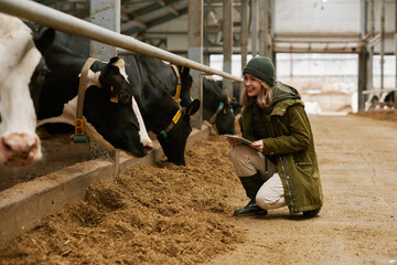 Smiling young woman looking at purebred milk cows in stall and entering information in digital tablet