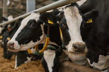Obraz na płótnie Canvas Close-up of black and white domestic milk cows standing in stall on dairy farm