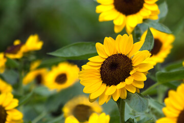 Close-up shot of a bright yellow sunflower in bloom, clear front and blurred back for background and texture.