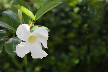 Close-up shot of a vine with blooming white flowers, clear front and blurred back for background and texture.