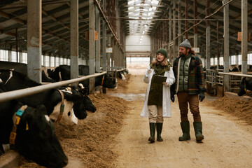 Veterinarian telling how to take care of cows to farmer during their walk along big barn with cows...