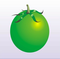 vector green tomato fruit white background