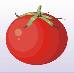 vector red tomato fruit white background