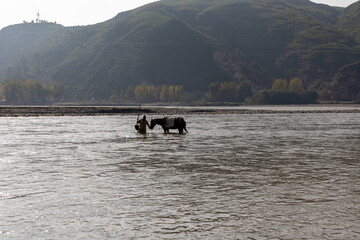 Worker pulling horse to fill and load the sand digging deep down from the river