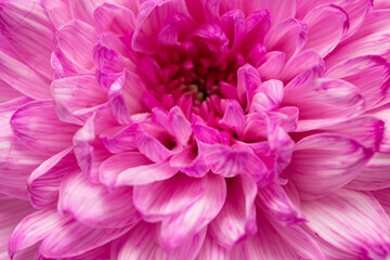 pink chrysanthemum flower petals as background