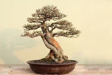 Rolgordijnen bonsai in a pot like a tree in the forest © firstyadi