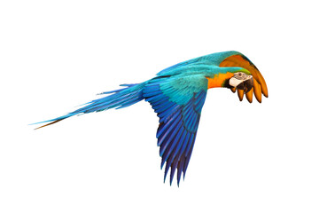 Colorful macaw parrot flying isolated on transparent background.