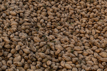 Sugar beets on a pile