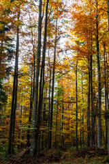 Tall trees of the Carpathian forests, nature reserve in the Carpathians, Ukrainian forests and reserves. Autumn landscape in the forest