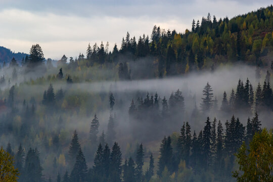 Autumn landscape with fog in the mountains. Fir forest on the hills. Carpathians, Ukraine, Europe. High quality photo © Oleh Marchak