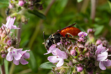 Closeup of nice red colored cleptoparasite bloodbee , Sphecodes albilabris
