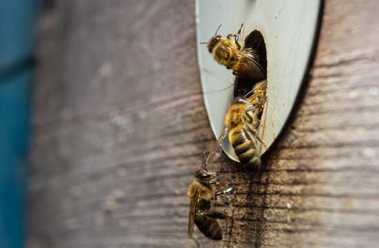 Close up of flying bees. Wooden beehive and bees. Plenty of bees at the entrance of old beehive in apiary. Working bees on plank. Frames of a beehive