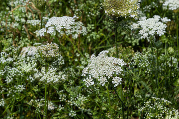 Daucus carota inflorescence, showing umbellets. White small flowers on garden. Blooming vegetables...