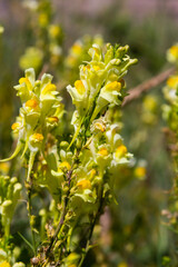 Obraz premium Linaria vulgaris, names are common toadflax, yellow toadflax, or butter-and-eggs, blooming in the summer
