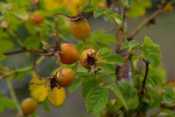 Obraz premium Rosa canina is a perennial plant of the rose family, a tall bush with arcuately hanging branches covered with strong hooked spines. Vitamin, medicinal, food, honey, ethereal, tannin-bearing, dyeing,